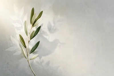 Minimal Olive Branch Peace Still Life