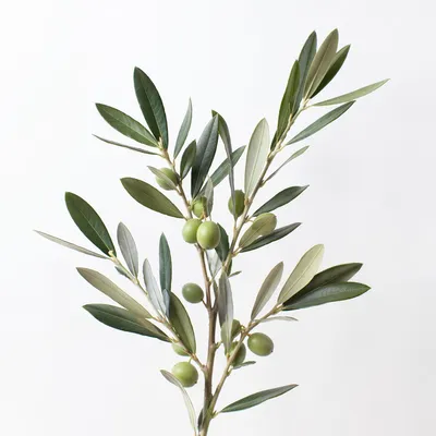 Minimal Olive Branch Peace Botanical