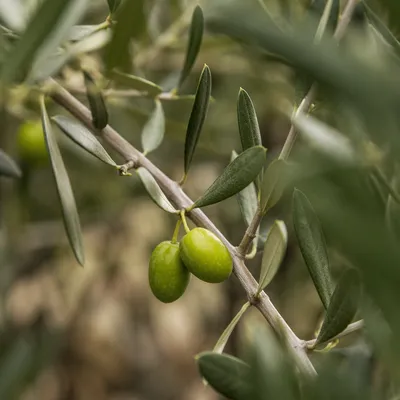 Evergreen Olive Branch Peace Symbol