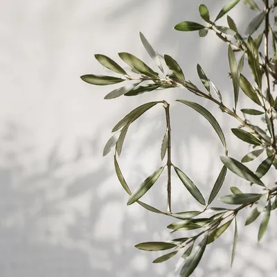 Evergreen Olive Branch Peace Symbol