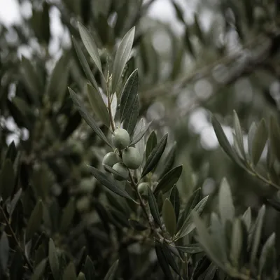 Evergreen Olive Branch Peace Symbol