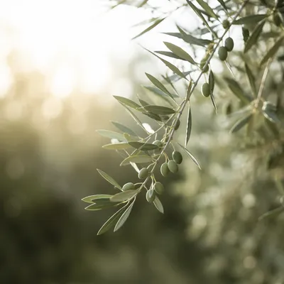 Evergreen Olive Branch Peace Close Up