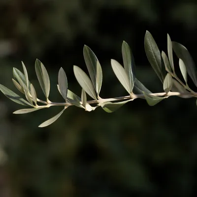Olive Branch Peace Symbol in Sunlight