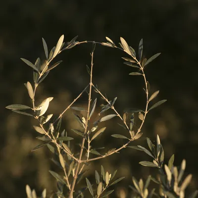Evergreen Olive Branches Forming Peace Symbol