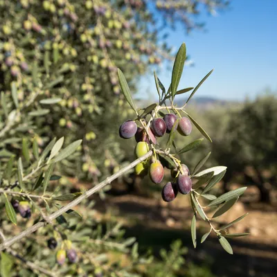 Sunlit Olive Branch Peace Symbol