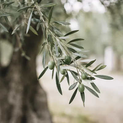 Evergreen Olive Branch Peace Symbol