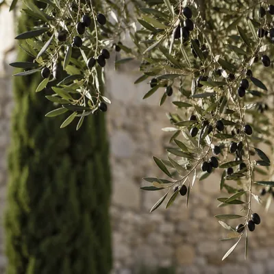 Evergreen Olive Branches in Peaceful Garden Light