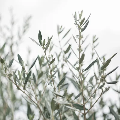 Evergreen Olive Branches on White Background