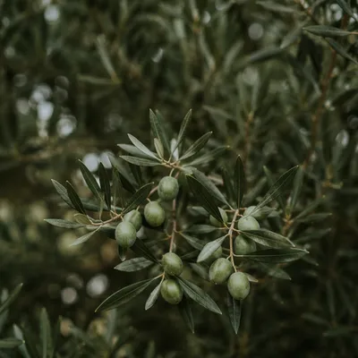 Serene Evergreen Olive Branch Close-Up
