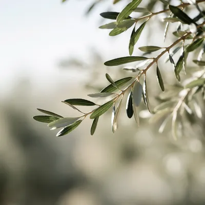 Minimalist Olive Branch Peace Background