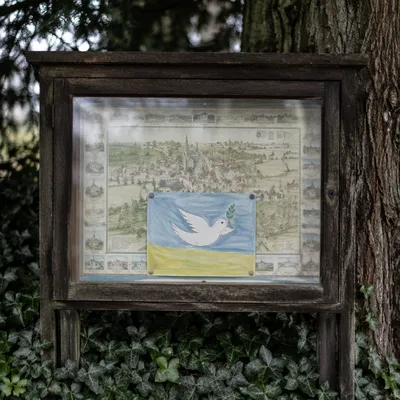 Olive Branch Dove on Evergreen Notice Board