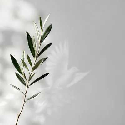 Minimal Olive Branch Peace Still Life