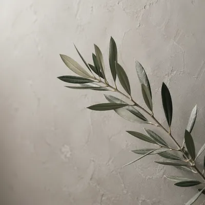 Minimalist Olive Branch Peace Symbol
