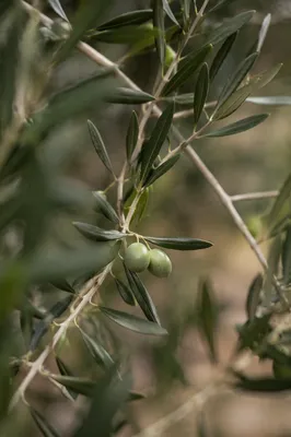 Evergreen Olive Branch Peace Symbol