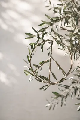 Evergreen Olive Branch Peace Symbol