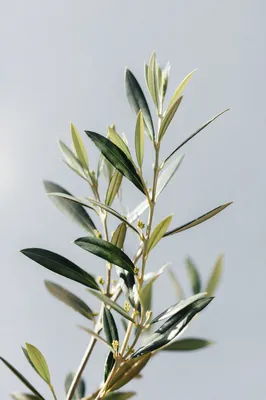 Evergreen Olive Branch Peace Symbol