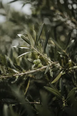 Evergreen Olive Branch Peace Symbol