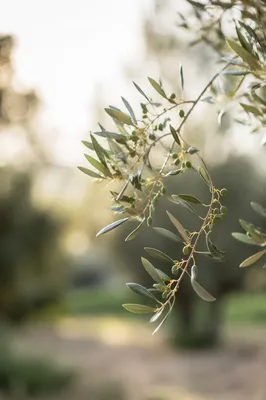 Evergreen Olive Branch Peace Symbol
