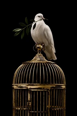 White Dove With Olive Branch on Golden Cage
