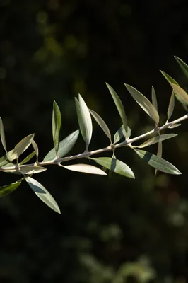 Olive Branch Peace Symbol in Garden Light
