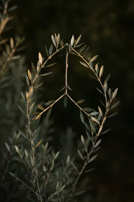 Evergreen Olive Branches Forming Peace Symbol