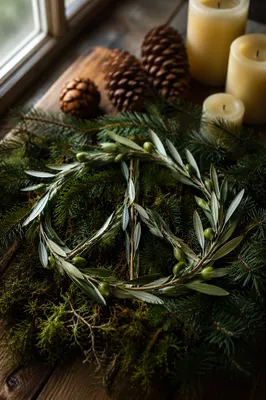 Olive Branch Peace Symbol on Evergreen