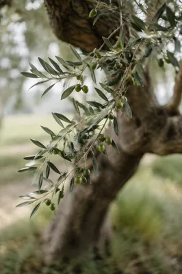 Evergreen Olive Branch Peace Symbol