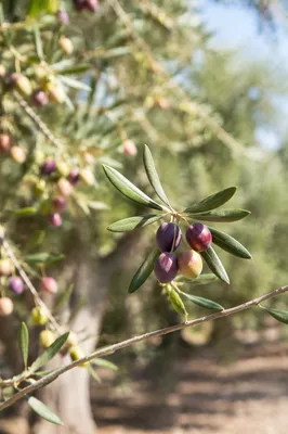 Sunlit Olive Branch Peace in Orchard