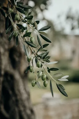 Evergreen Olive Branch Peace Symbol