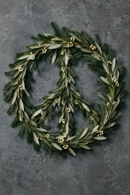 Olive Branch Peace Symbol on Evergreen