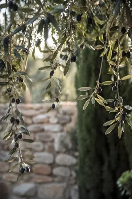 Evergreen Olive Branches Symbol of Peace