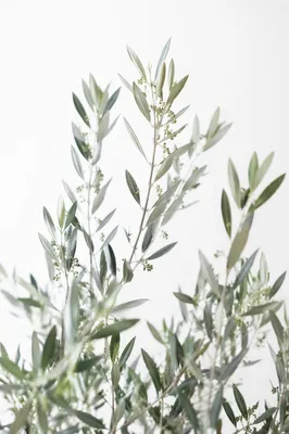 Evergreen Olive Branches on White Background