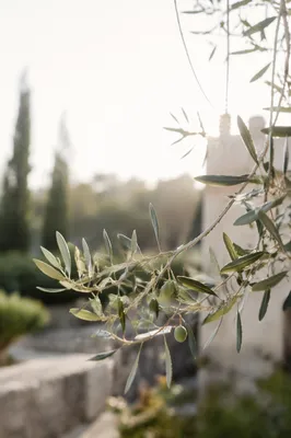 Sunlit Olive Branch in Peaceful Garden