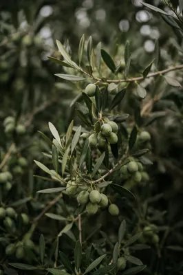 Serene Evergreen Olive Branch Close-Up