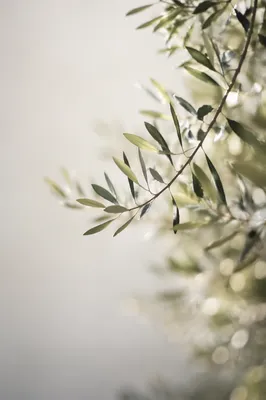Evergreen Olive Branches Peaceful Minimal Background