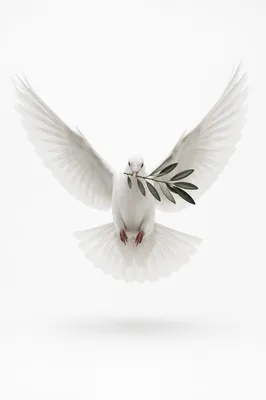 White Dove Carrying Evergreen Olive Branch
