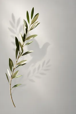 Minimal Olive Branch Peace Still Life