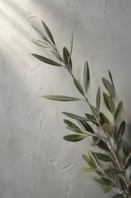 Minimalist Olive Branch Peace Symbol
