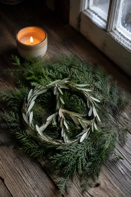 Olive Branch Peace Symbol on Evergreen