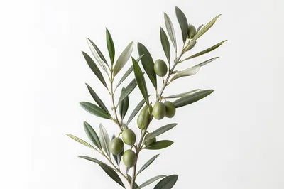 Minimal Olive Branch Peace Botanical