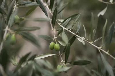 Evergreen Olive Branch Peace Symbol