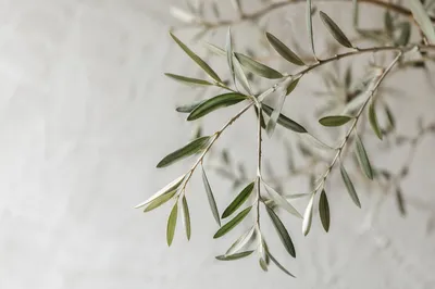 Evergreen Olive Branch Peace Symbol