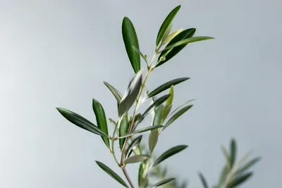 Evergreen Olive Branch Peace Symbol