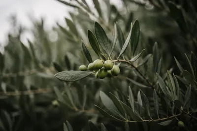 Evergreen Olive Branch Peace Symbol