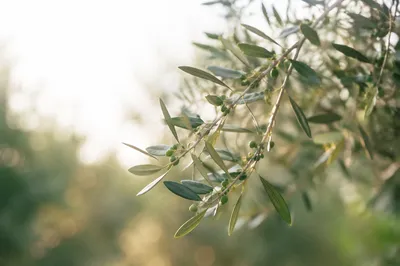 Evergreen Olive Branch Peace Symbol