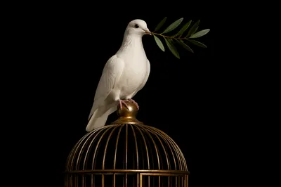 White Dove with Olive Branch on Golden Cage