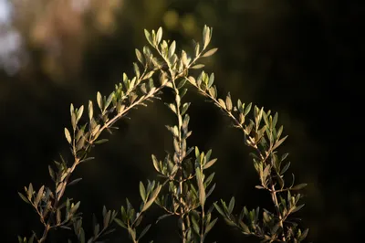Evergreen Olive Branches Forming Peace Symbol