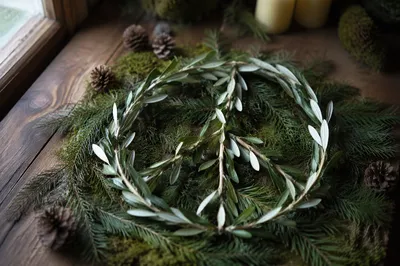 Olive Branch Peace Symbol on Evergreen
