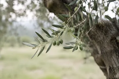 Evergreen Olive Branch Peace Symbol