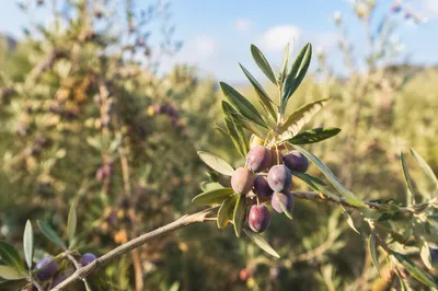 Sunlit Olive Branch Peace in Mediterranean Orchard